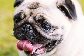 Image result for Refined Looking Pug