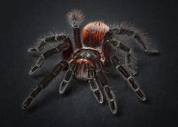 Image result for Black and Red Tarantula