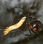 Image result for Redback Spider North Carolina