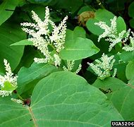 Image result for Reynoutria Sachalinensis