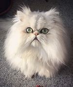 Image result for Albino Persian Cat