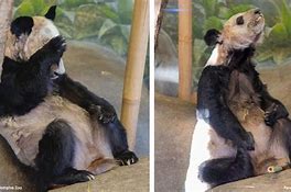 Image result for Memphis Zoo Panda