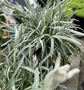 Image result for Leontopodium longifolia