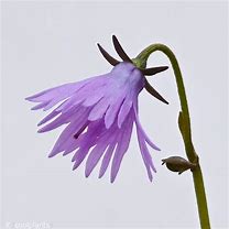 Image result for Soldanella alpina japonica