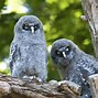 Image result for owls habitat