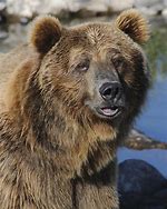 Image result for Grizzly Bear Portrait