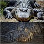 Image result for Alligator vs Crocodile Who Would Win