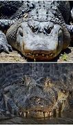 Image result for Alligator Nose vs Crocodile Nose