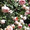 Image result for Rosa abraham darby