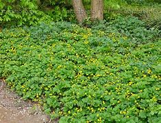 Image result for Waldsteinia geoides