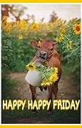 Image result for Friday Cow Meme