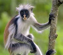 Red Colobus Monkeys 的图像结果