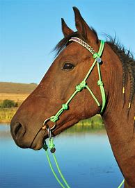 Image result for Walking Horse Bridles and Bits