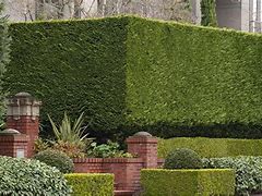 Image result for Evergreen Vines for Fences