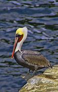 Image result for California Pelican