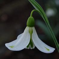 Galanthus Wifi Insect に対する画像結果