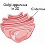 Image result for Appareil De Golgi
