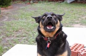 Image result for Shocked Dog Face Meme
