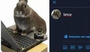 Image result for Bnuy Memes