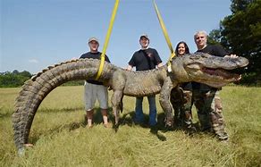 Image result for The Biggest Crocodile Ever Found in the USA