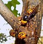 Image result for Biggest Bee in History