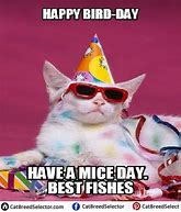Image result for Cat Birthday Party Meme