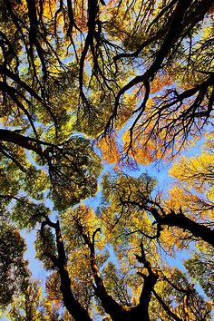 Lenga Trees in Argentina