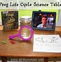 Image result for Frog Life Cycle Real