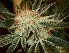 Image result for Fire OG Strain Package