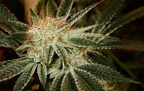 Image result for Fire OG Buds