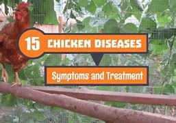 Image result for Common Chicken Diseases