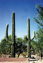 Image result for Artificial Cactus Tree