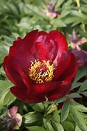 Image result for Paeonia itoh Scarlet Heaven