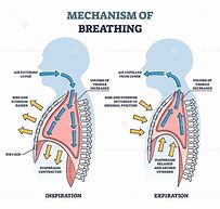 Image result for Royalty Free Images of the Breathing Process