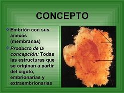 Image result for abostero
