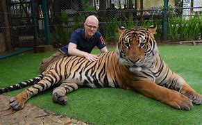 Image result for Largest Tiger On Earth Picture
