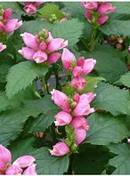 Image result for Chelone obliqua