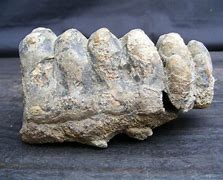 Image result for Fossil Molar Teeth
