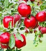 Image result for Red Delicious Apple Leaf