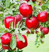 Image result for Red Delicious Apple Tree