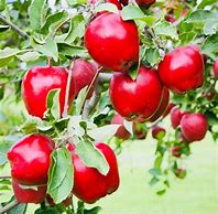 Image result for Delicious Red Apple Tree Roots