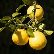 Lemon Tree 的图像结果