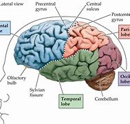 Image result for Frontal Lobe Brain Anatomy