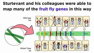 Image result for Genetic Linkage Analysis