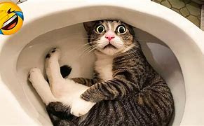 Image result for Funny Cat Clips