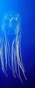 Image result for 10 Most Deadly Jellyfish