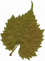 Image result for Leaf Texture Transparent Background