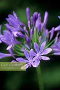 Image result for Agapanthus Marcus