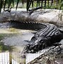 Image result for Top 10 Biggest Crocodiles
