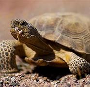 Image result for Desert tortoises euthanized